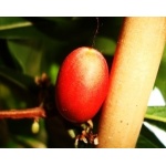 Synsepalum dulcificum - Cudowny owoc