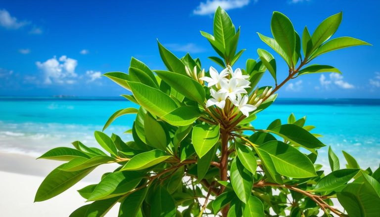 Drzewo Tamanu rosnące na tropikalnej plaży