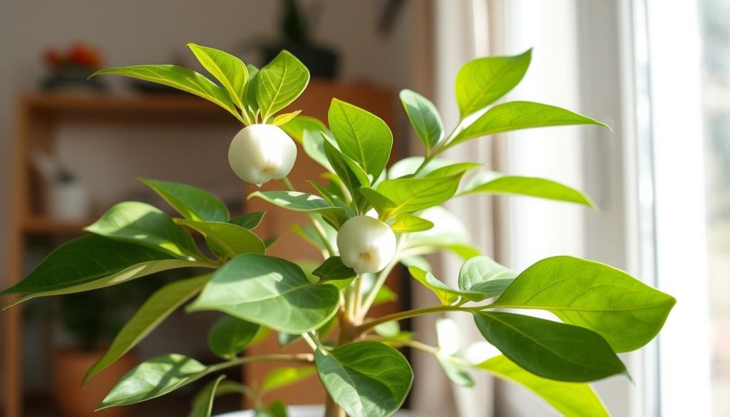 Młode drzewko białego sapote w doniczce Młode drzewko białego sapote w doniczce