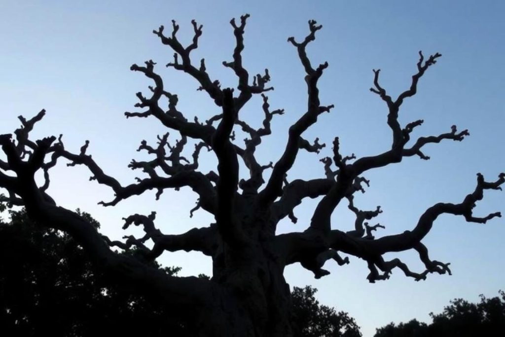 Stare drzewo koralowe o charakterystycznym pokroju