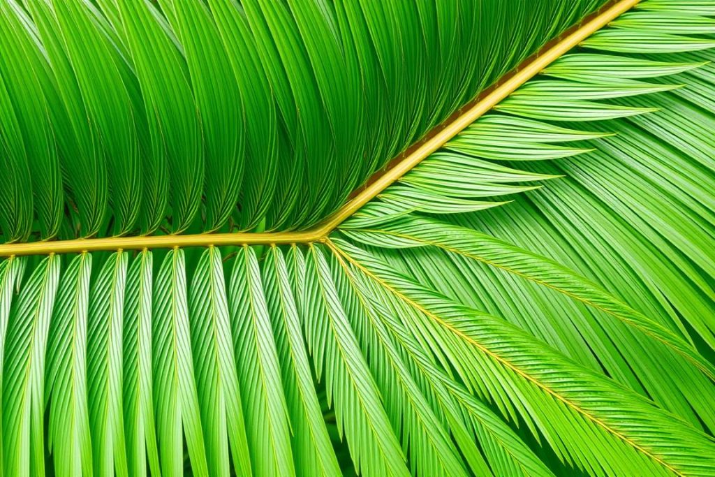 Zbliżenie na charakterystyczne pierzaste liście palmy betelowej