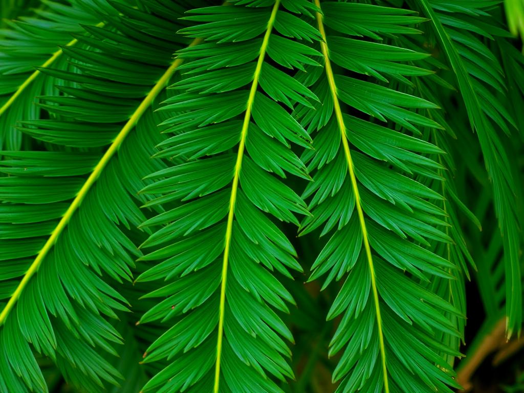 Zbliżenie na liście cykasa pokazujące ich pierzastozłożoną strukturę i intensywnie zielony kolor