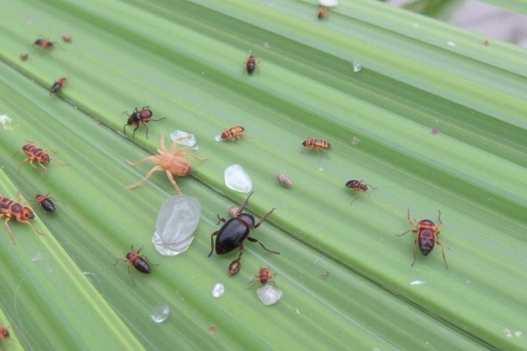 Zbliżenie na szkodniki atakujące palmę wachlarzową