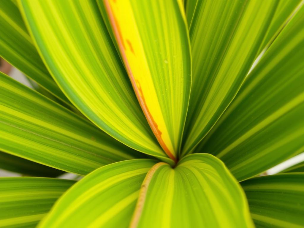 Żółknące liście palmy butelkowej